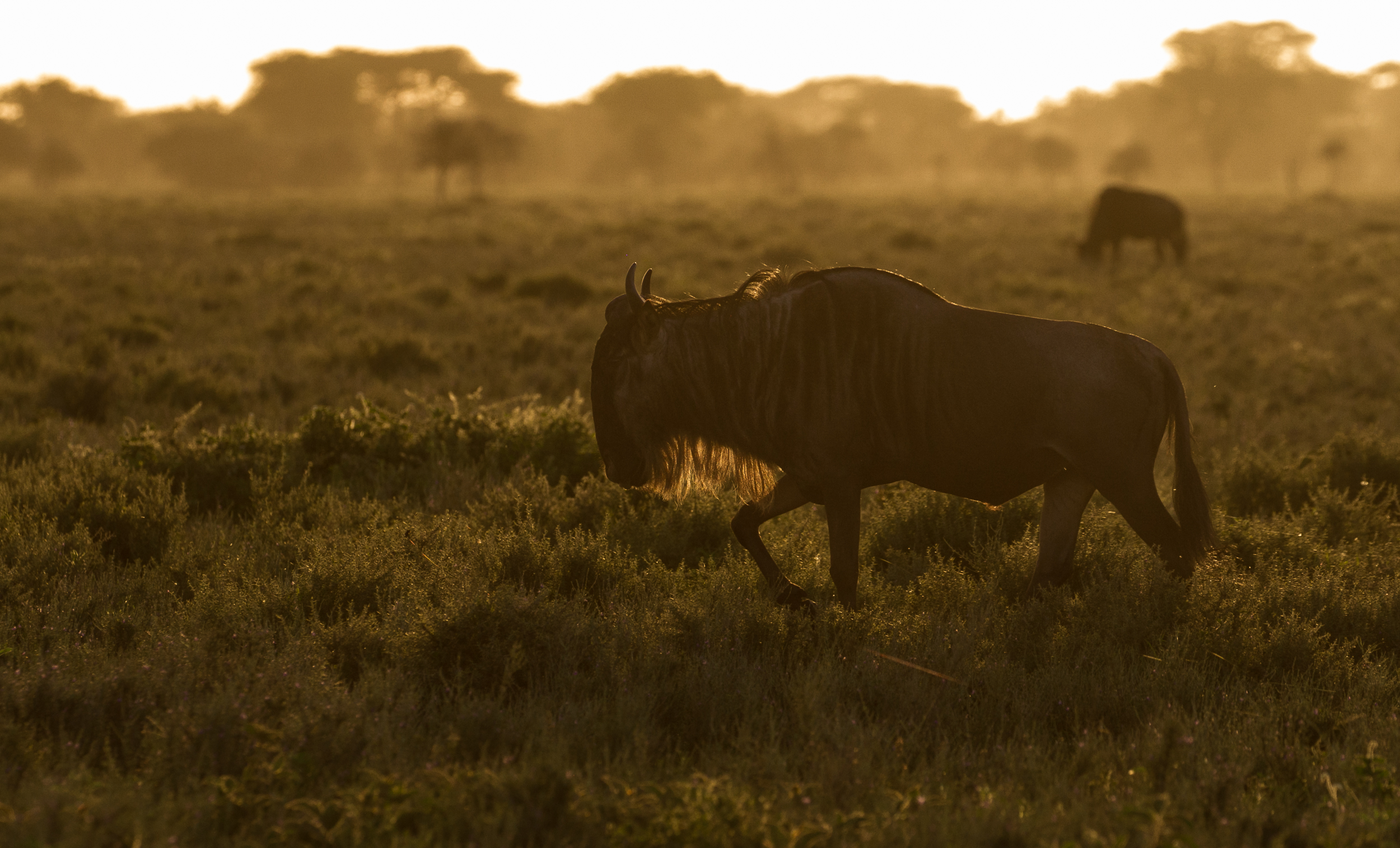 6-Day Private Mara River Grossing Migration